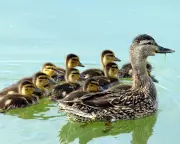 Duckingham Palace: A Royal Residence for Egg-Laying Ducks in London