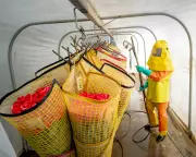 Ecuador's Rose Industry Exposes Workers to Toxic Pesticides and Health Risks