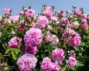 Edible Roses: Grow 'Blush Damask' for Valentine's Culinary Delights
