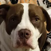 Edinburgh Dog Owner's Desperate Plea After Pet 'Snatched' Outside Lidl