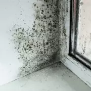 Eliminate Mould in Minutes Using a Simple Kitchen Paper Towel Hack