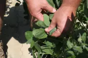 EPA Reapproves Controversial Dicamba Herbicide for GM Soy and Cotton