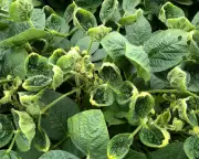 EPA Reapproves Controversial Weedkiller Dicamba Amid Legal Challenges