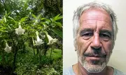 Epstein Emails Reveal Interest in 'Devil's Breath' Plant That Eliminates Free Will