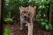 Eurasian Lynx Finds Sanctuary in Kent After Dramatic Rescue from Ukraine War Zone