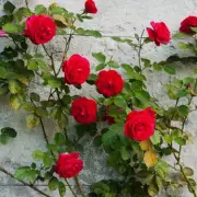 Expert Gardener's Winter Pruning Tip for Bigger Climbing Rose Blooms