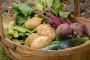 Expert Tips for Year-Round Vegetable Harvests in Your Garden