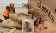 Family's Beach Walk Uncovers 20-Million-Year-Old Whale Fossil in Victoria
