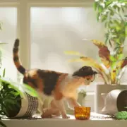 Feline Frustration: The Real Reasons Cats Knock Items Off Tables Revealed