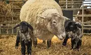 Fiona, Britain's Loneliest Sheep, Welcomes Twin Lambs After Dramatic Rescue