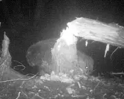 First Wild Beaver Pair in Norfolk for 500 Years Captured on Camera