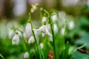 Frieda Hughes Finds Solace in Snowdrops Amid Political Turmoil