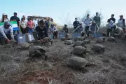 Galápagos Park Releases 158 Hybrid Tortoises to Restore Floreana's Ecosystem