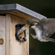Garden Bird Alert: Five Essential Nest Box Tasks Recommended This Weekend