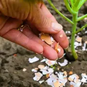 Gardeners Urged to Use Crushed Eggshells for Spring Planting Boost