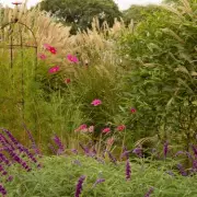 Gardeners warned: One pruning error can set ornamental grasses back a year