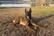 Georgia Police Dog Hit During Bank Robbery Chase Expected to Recover Fully