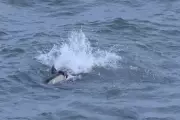 Grey Seals Killing Common Dolphins: Marine Experts Baffled by Unprecedented Attacks