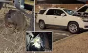 Groundhog Causes $4,900 Damage to Student's Car by Chewing Engine Wires