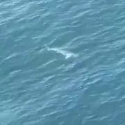 Helicopter Crew's Siren Saves Divers from 14ft Great White Shark in Australia