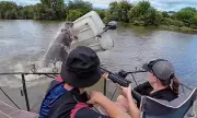 Hippo Flips Boat, Throwing Ranger into Water in Kruger National Park Incident