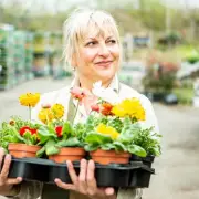 Home Bargains' £20 Blossom Tree Rivals Habitat's £50 Version