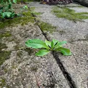 Homemade Weed Killer: 2-Ingredient Patio Solution Eliminates Weeds in 24 Hours