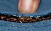 Hotel Bed Bug Database Helps Travellers Avoid Infestations