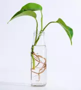 Houseplant Hacks: Candle Wax for Cuttings Debunked as Unnecessary Faff