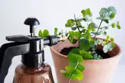 Houseplant Myths Debunked: The Truth About Watering Your Indoor Jungle