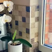 How I Made My Flowerless Orchid Bloom for Three Months with One Simple Change