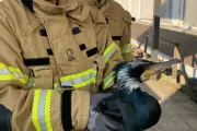 Injured Cormorant Rescued After Pecking at German Hospital Emergency Door