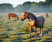Italy Moves to Ban Horse Meat with New Equine Protection Bill