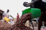 Ivory Coast Cocoa Crisis Deepens with 200,000 Tons Unsold as Prices Plummet