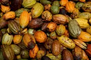 Ivory Coast Cocoa Farmers See Mid-Crop Boost from Unseasonal Rains