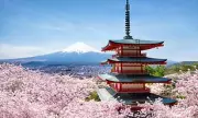 Japan's Cherry Blossom Festival Cancelled After Tourist Misconduct