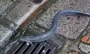 Jersey Residents Rescue Three-Foot Eel Washed Onto Street by Torrential Rain