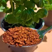 Keep Basil Alive All Year: One Simple Weekly Task for Thriving Herbs