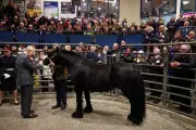 King Charles Visits Clitheroe Auction Mart, Meets Relative of Queen's Pony