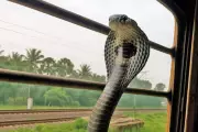 King Cobras Hitch Rides on India's Railways, Spreading Beyond Natural Range