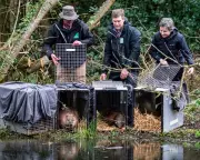 Labour Rushes Wildlife Reintroductions to Counter Green Party Threat