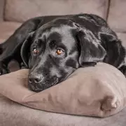 Labrador's Heartwarming Comfort for New Shelter Dog Caught on Pet Camera
