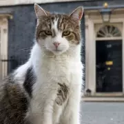 Larry the Cat Celebrates 15 Years as Downing Street's Chief Mouser