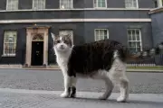 Larry the Cat Marks 15 Years as Downing Street's Chief Mouser
