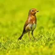 Leave Leaves on Lawn to Help Robins Survive Winter Starvation