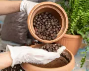 Leca Balls vs Soil: A Revolutionary Houseplant Hack for Healthier Growth?