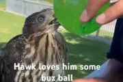 Los Angeles Man Jailed for 45 Days After Feeding Alcohol to Juvenile Hawk in Viral Video
