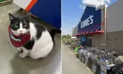 Lowe's 'Fires' Beloved Store Cat After Five Years, Sparking Community Outrage
