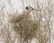Magpie Nest Building: A Study in Persistence and Confusion
