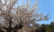 Majorca's Almond Blossom: A Budget-Friendly Alternative to Japan's Cherry Blossom